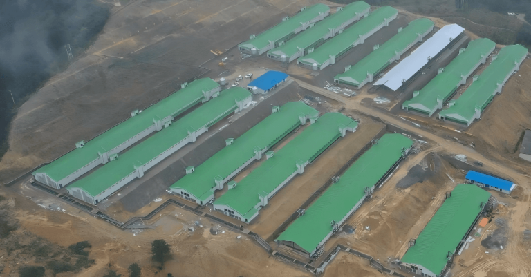 Broiler cage feeder and drinker combo