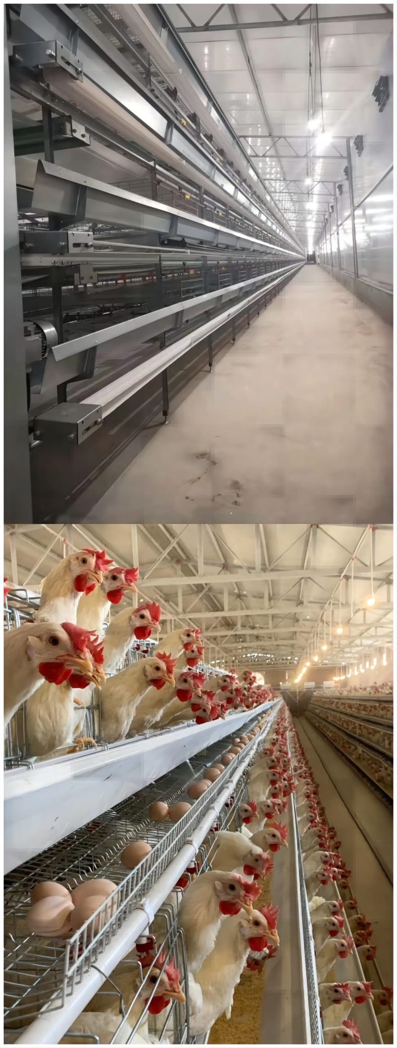 Layer cage system price list