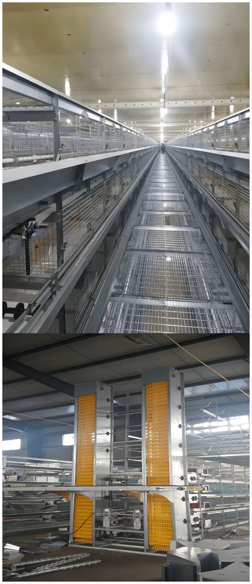 Automatic egg collection belt for layers