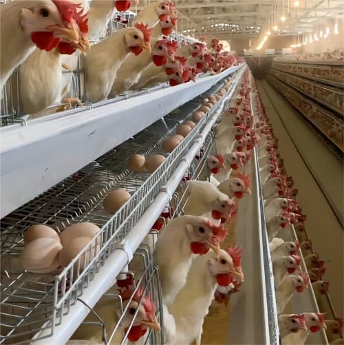 Galvanized layer cage system installation