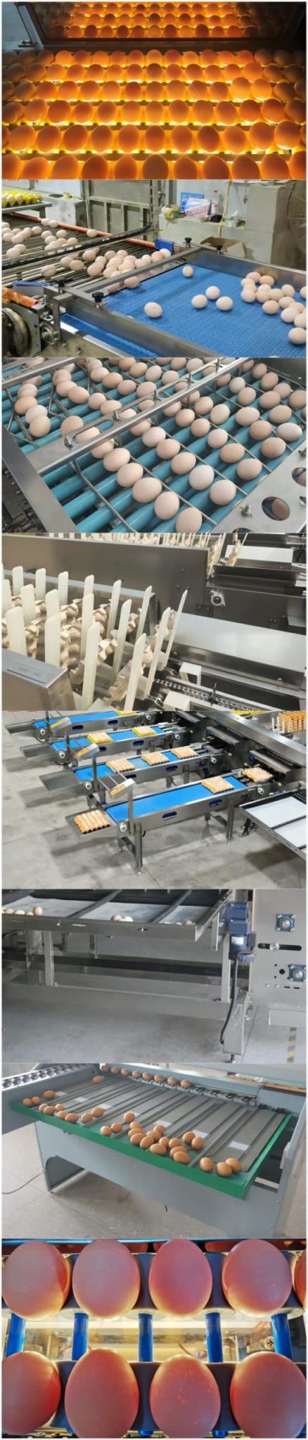 Buy digital egg sorter conveyor