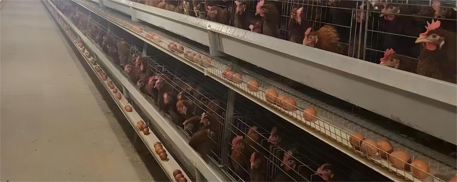 Chinese factories manufacture and install intelligent livestock and poultry farming equipment for you.
