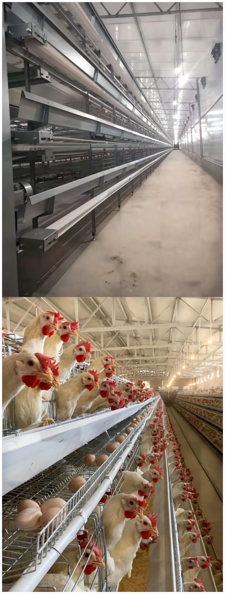 Chinese factories manufacture and install intelligent livestock and poultry farming equipment for you.