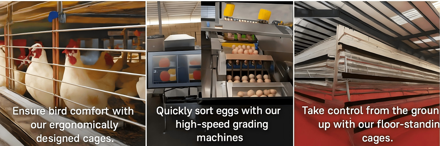 Constructing Automated Chicken Farms and Poultry Rearing Facilities: You need to build an automated chicken farm and poultry rearing facility, and factories in China can manufacture and install intelligent livestock and poultry farming equipment for you.