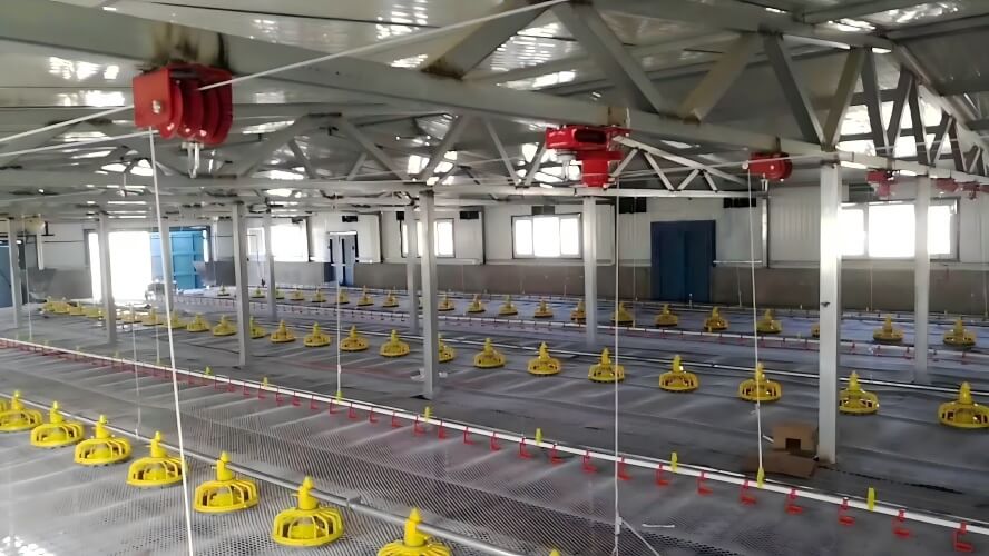 Solusi Peternakan Ayam Otomatis | Pemeringkatan & Pengemasan Telur Terintegrasi