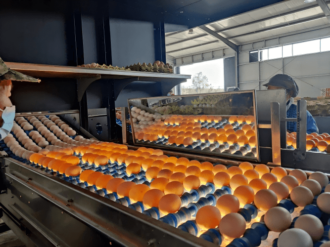 Upgrade Operasi Peternakan Anda dengan Mesin Grading & Sortir Telur Otomatis Canggih