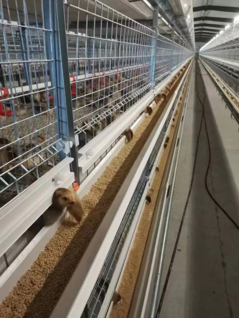 Peralatan Peternakan Ayam Otomatis