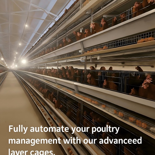 Peralatan Peternakan Ayam Otomatis
