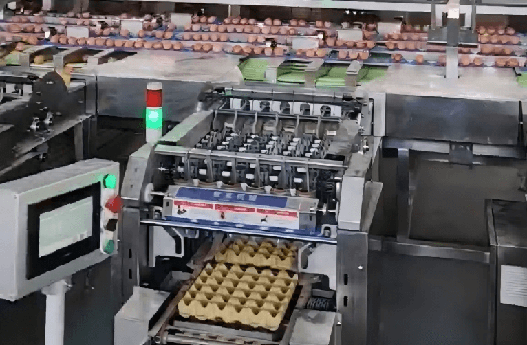 Mesin Pemeringkat Telur