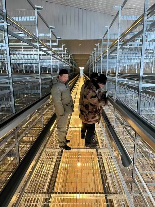 Solusi Peternakan Unggas Otomatis | Integrasi Sortir & Pengemasan Telur