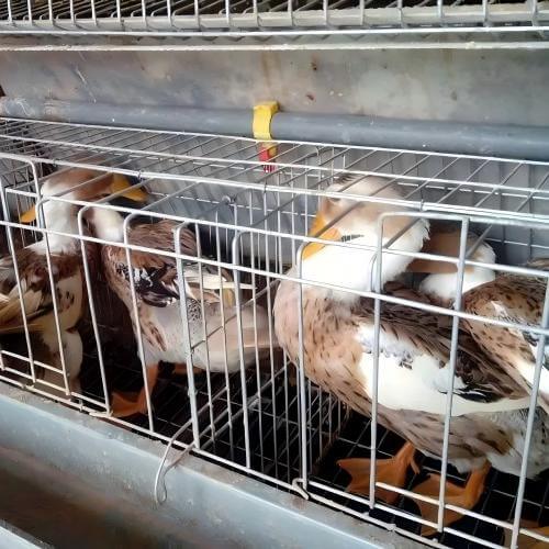 Solusi Peternakan Unggas Otomatis | Integrasi Sortir & Pengemasan Telur